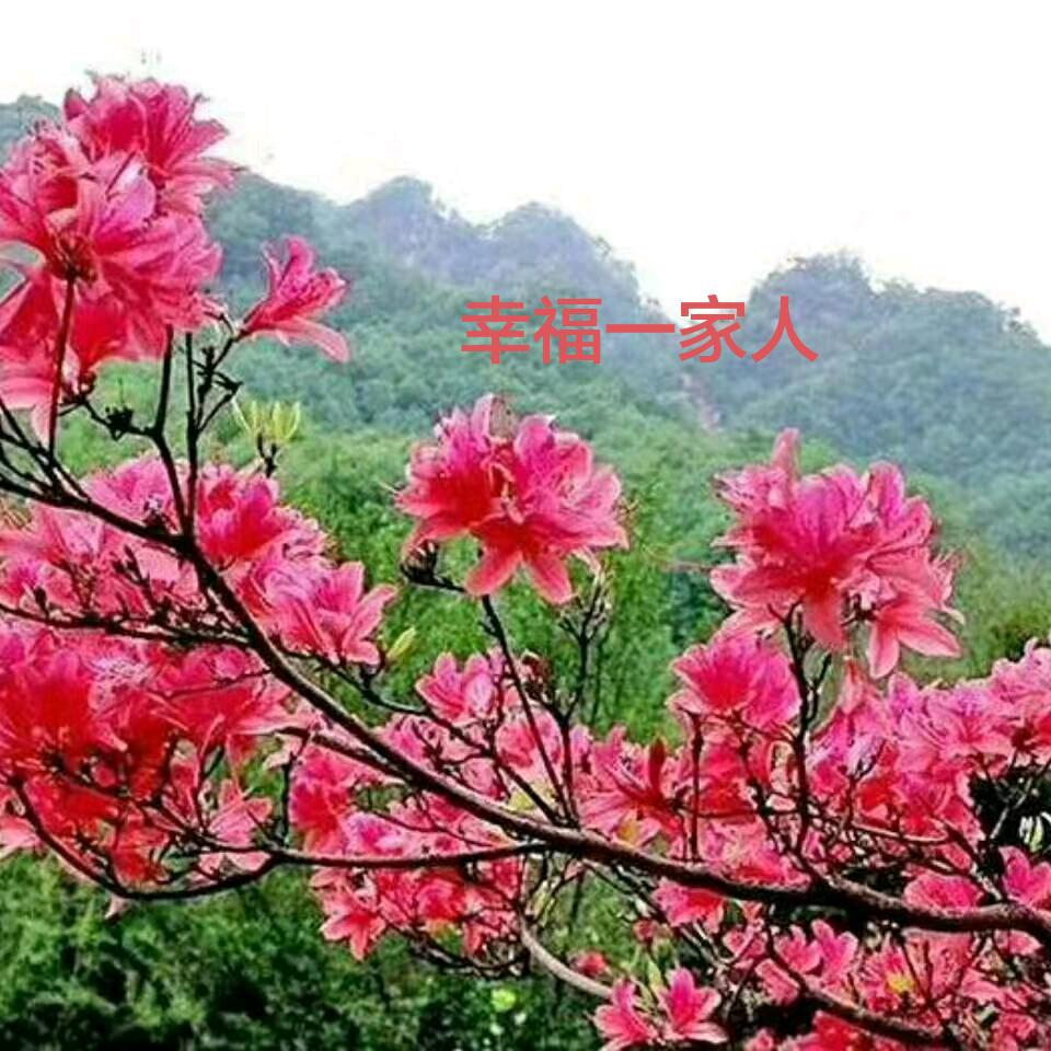 开心快乐🌺