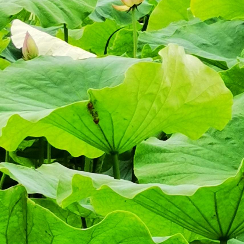顺 qi Zi 然