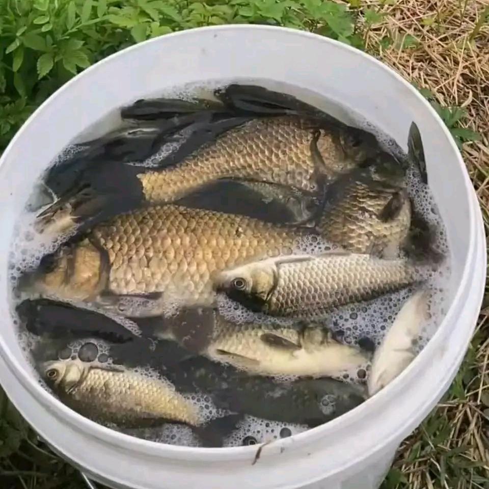 🔥达致若渔🐬