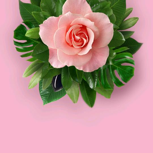 一起看花🌸