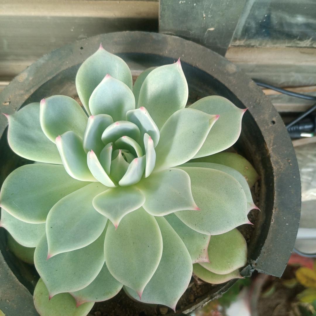 清清河边草