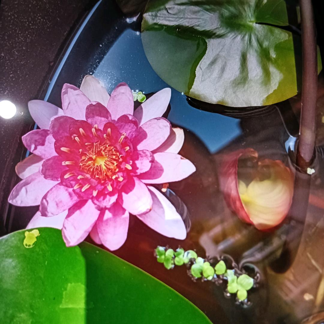 李琴