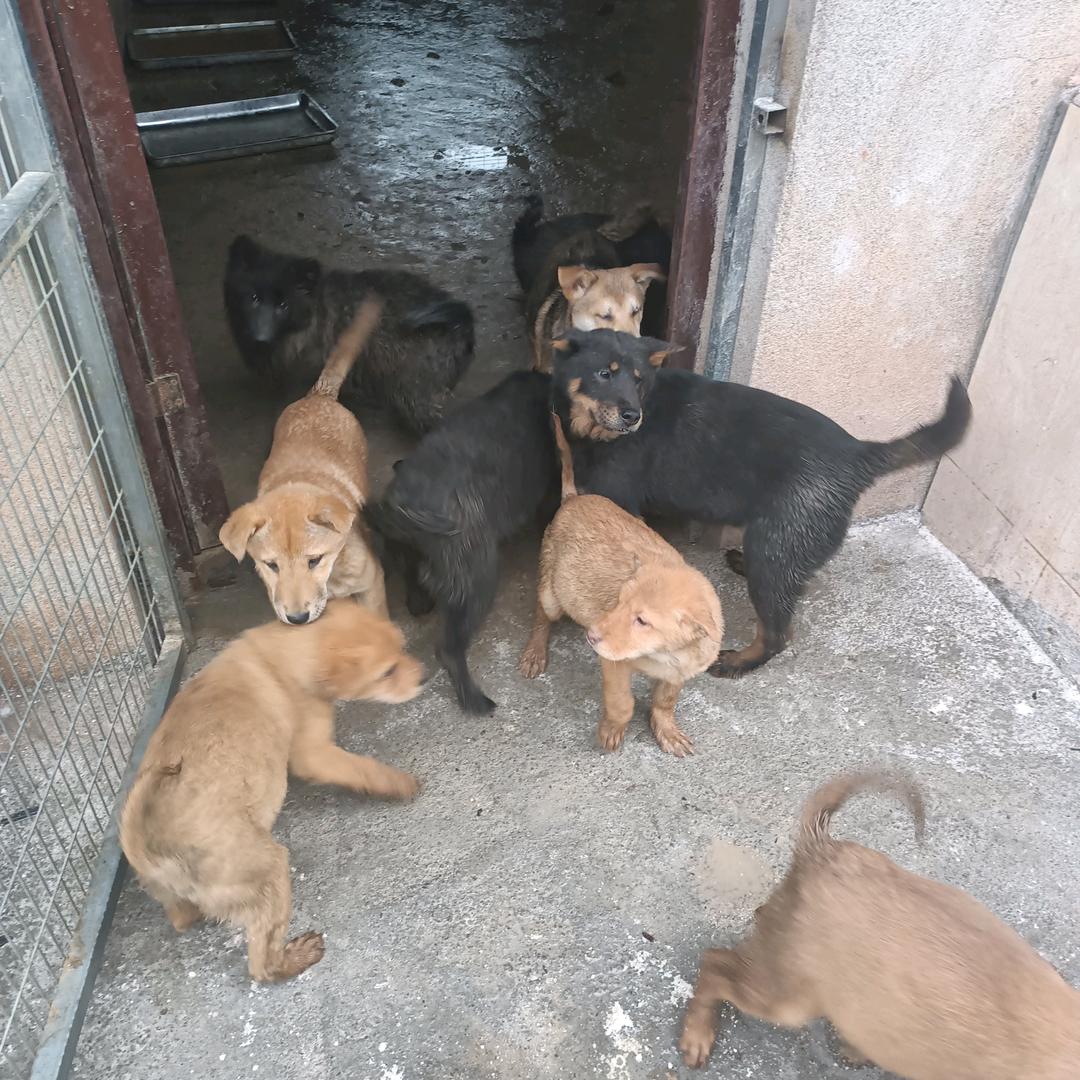 江西省抚州市临川区吕坊养土狗人大量收土