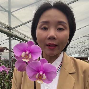 蝴蝶兰基地~静姐