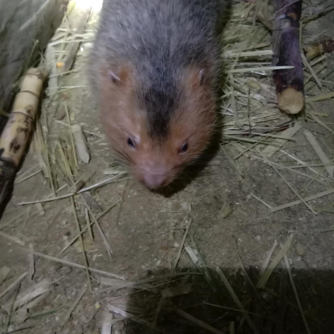 竹鼠，蜜蜂养殖