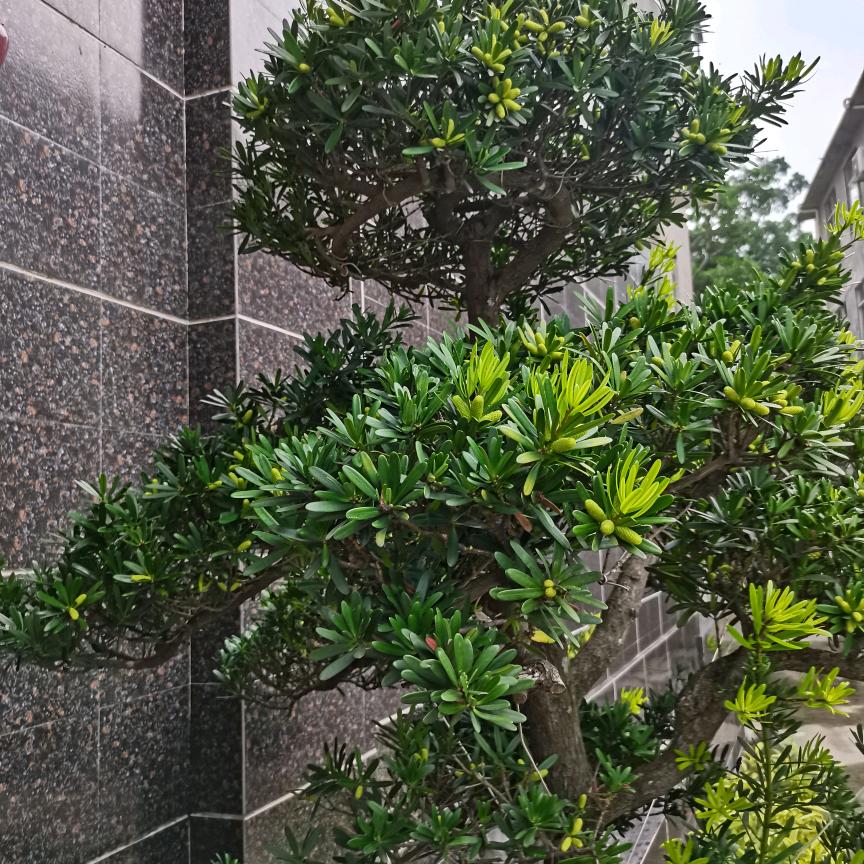 阿瑜