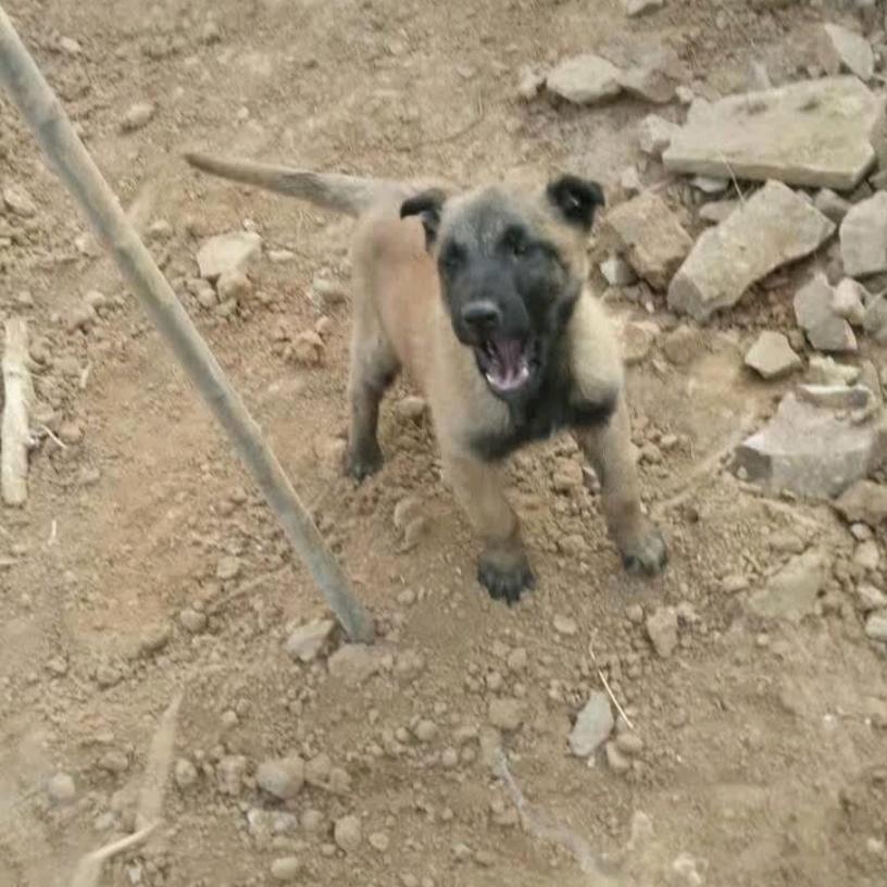 皮皮是只马犬