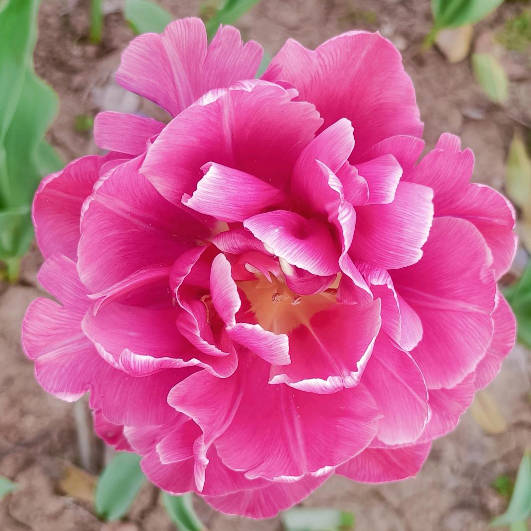 欣赏美景（关必回）