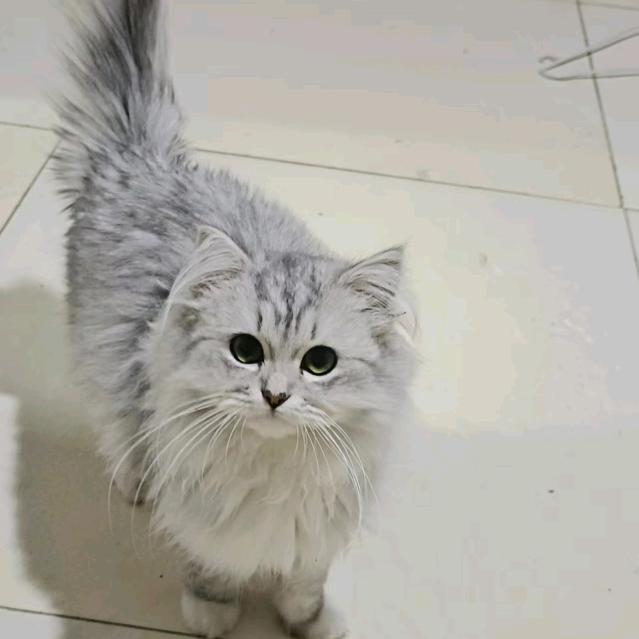 小东北，