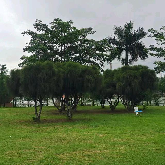 听雨品茶