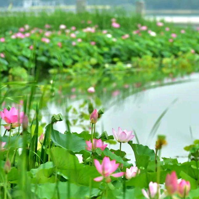 河中荷