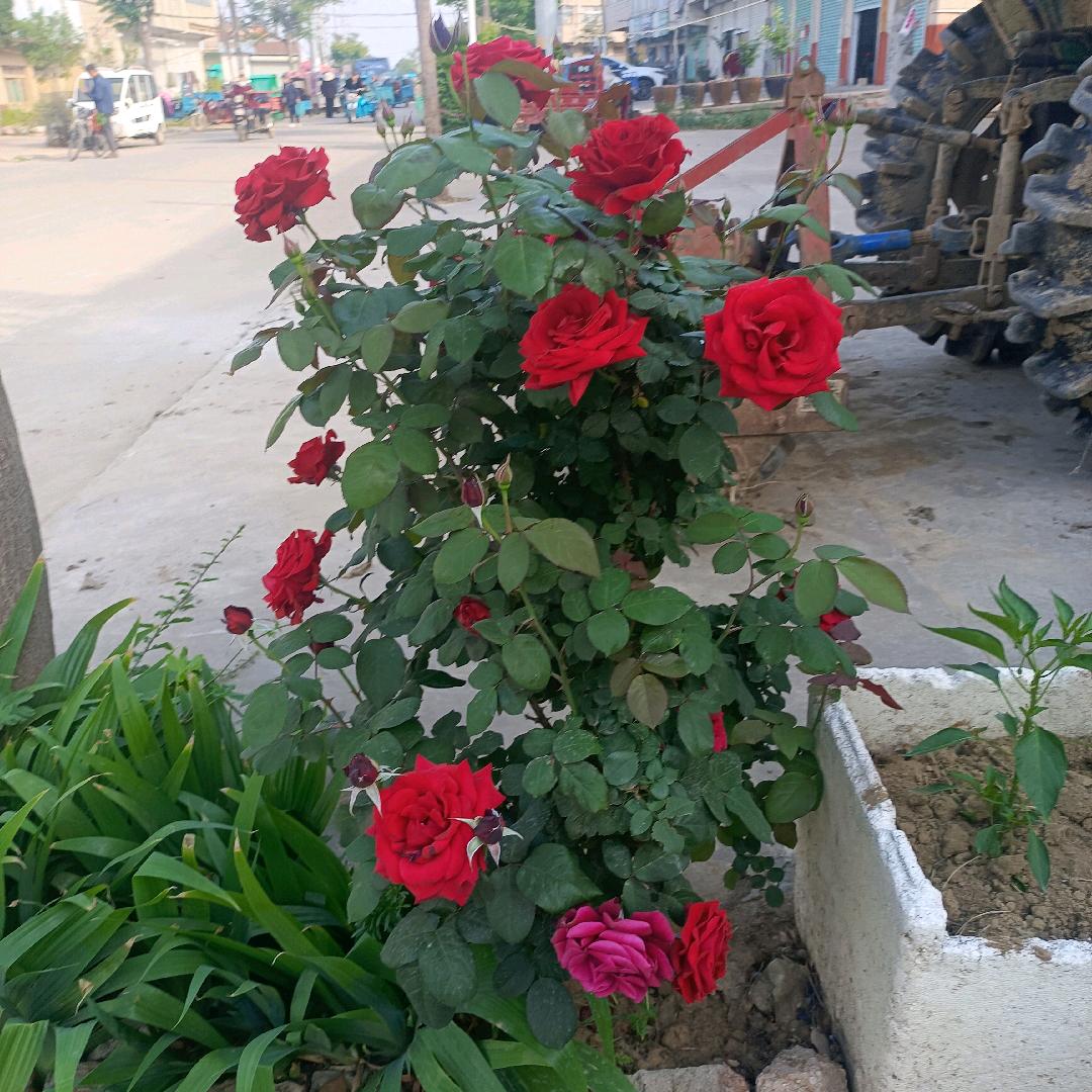 好运连连🌹