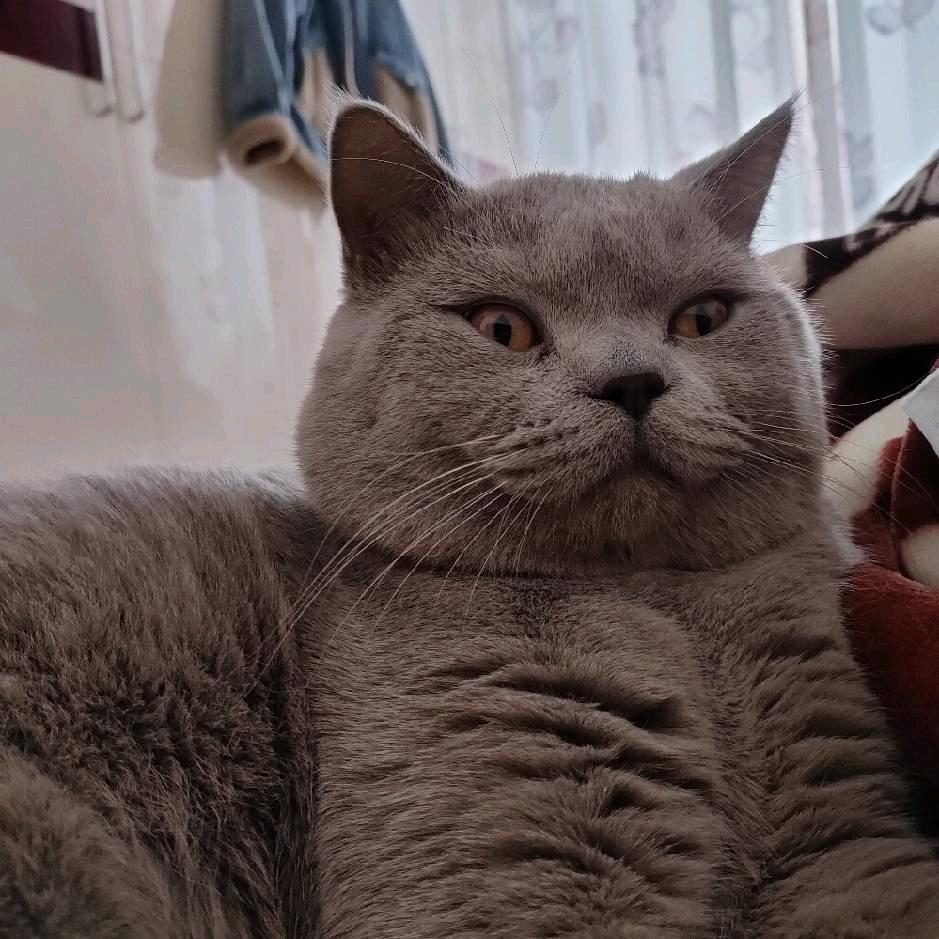 无聊的黄色酸奶