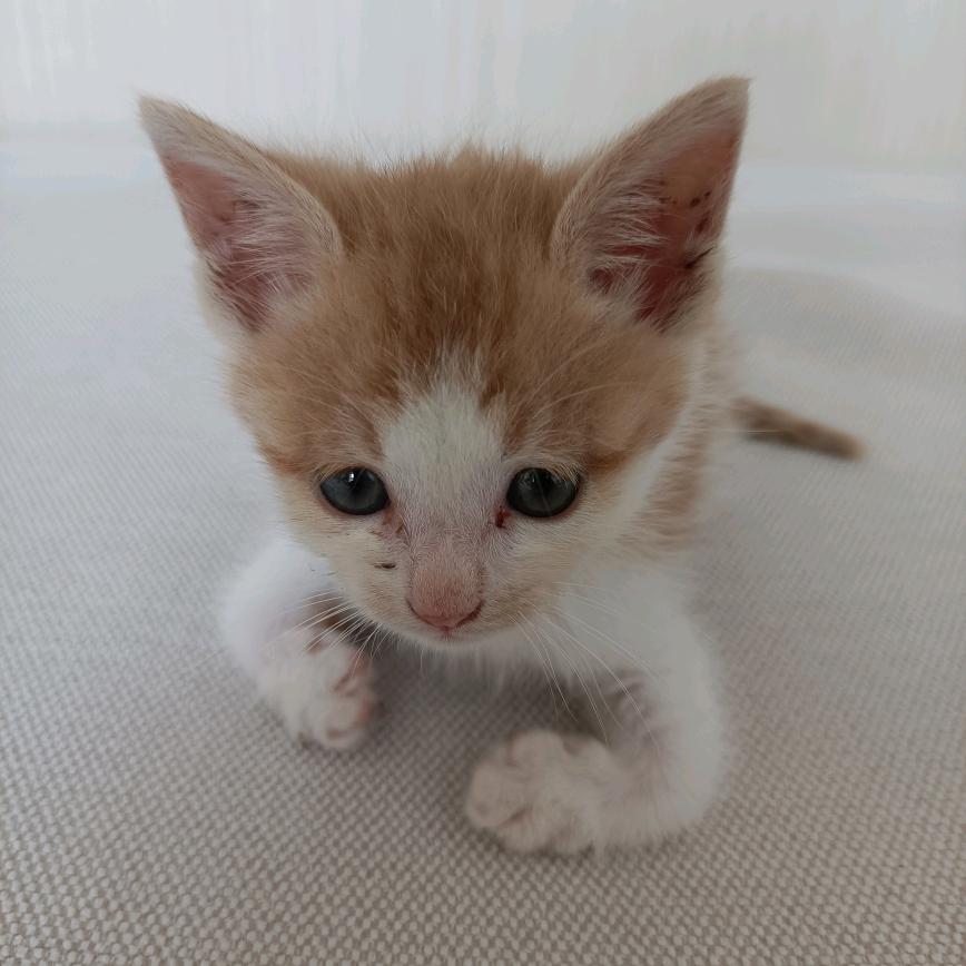 邢台流浪毛孩爱心驿站