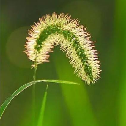 四叶草亚马逊top  vine