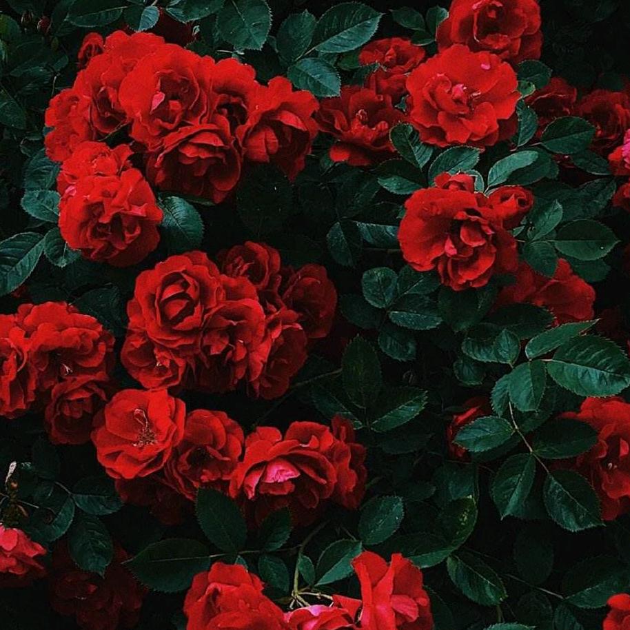 123🌹🌹🌹