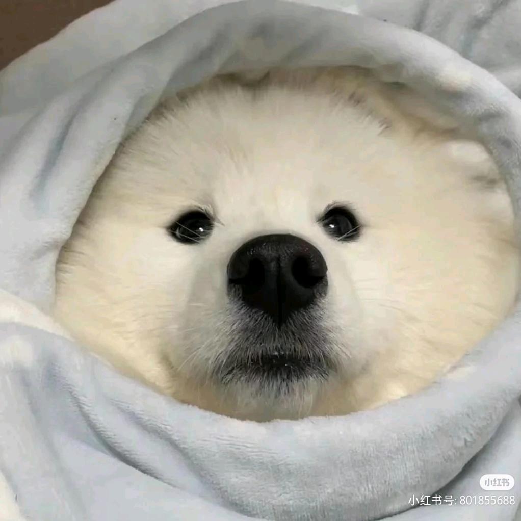 种花家