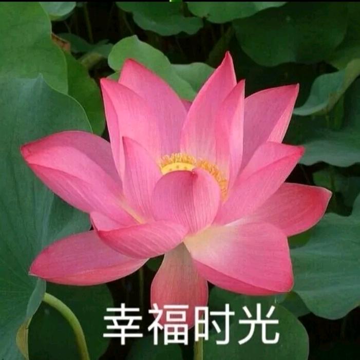 唐德荣