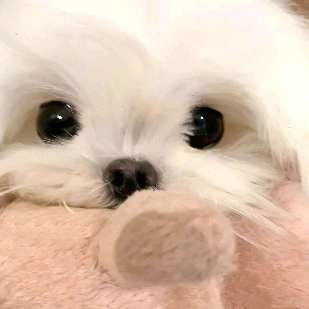鹅仔耶耶