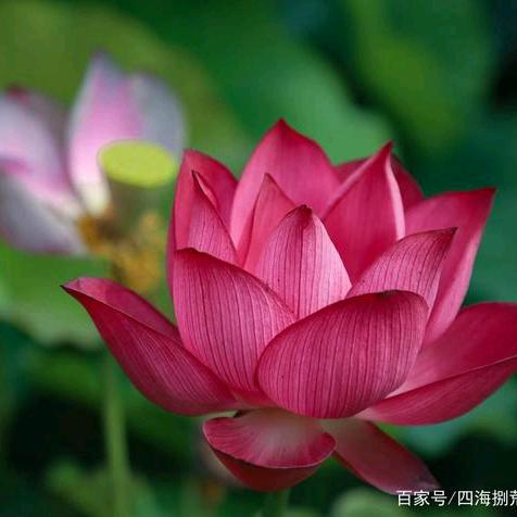 杏林杜仲