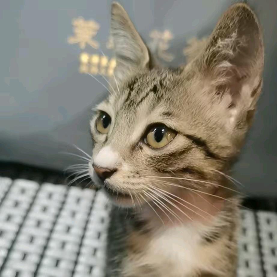 猫喵客栈-共享收容助养基地