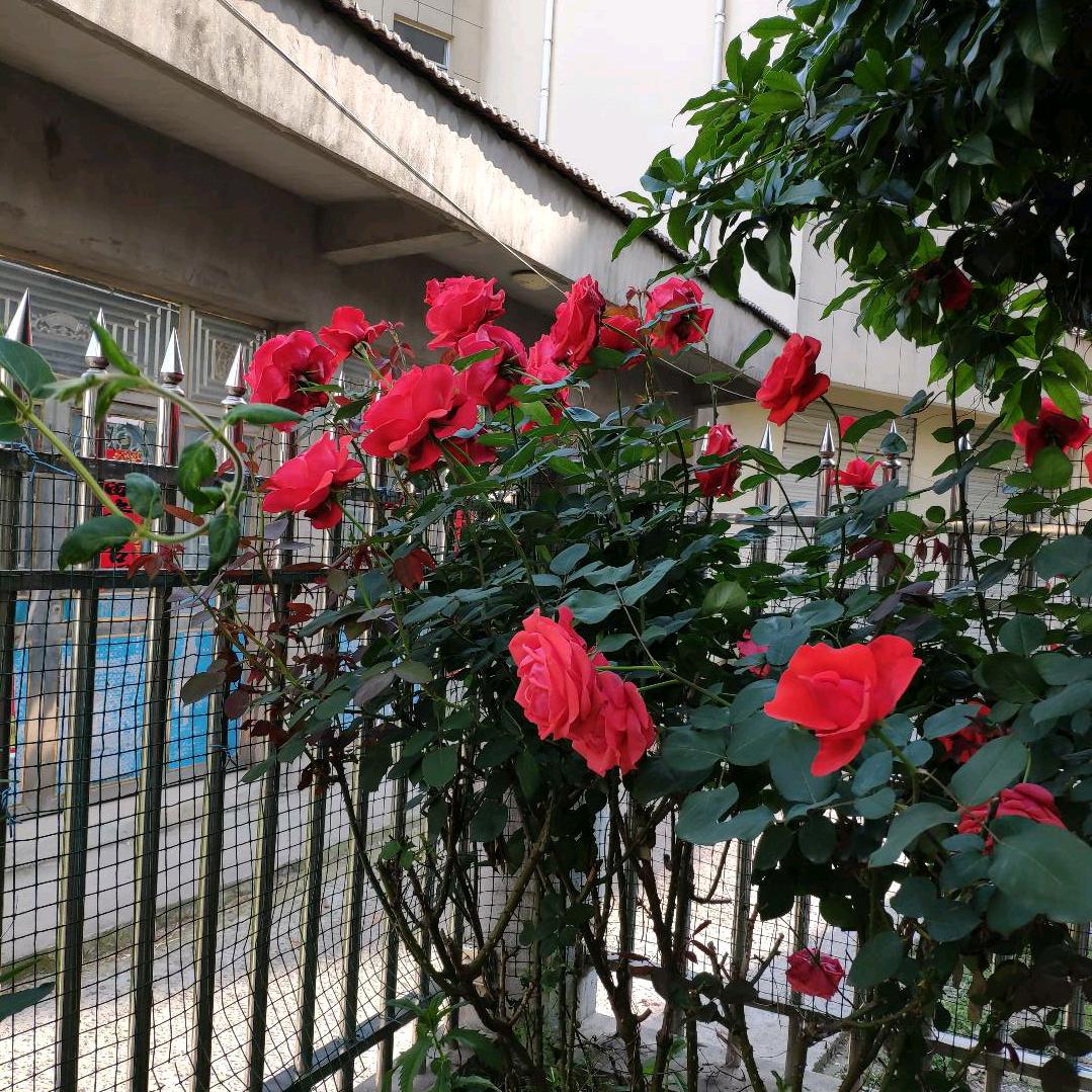 开心奶奶《拒绝私聊 拒合拍》