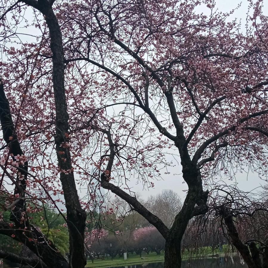 烟雨萌萌