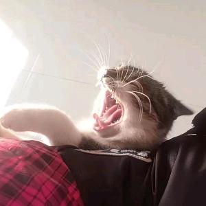 恶龙！
