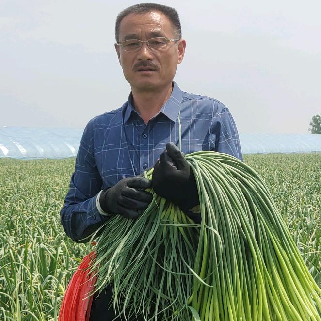 苍山（兰陵县）射阳蒜种总代理