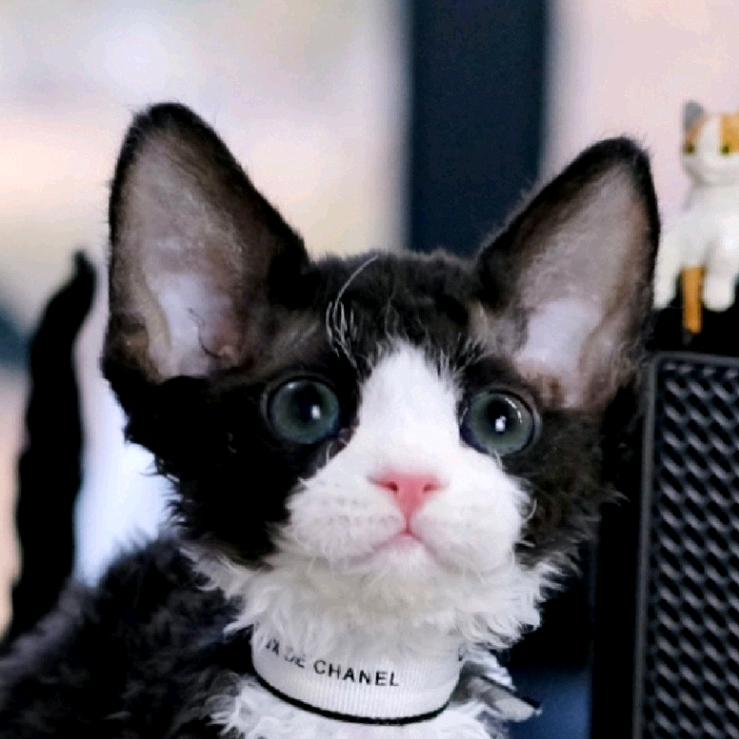 大喵子摄影🐱