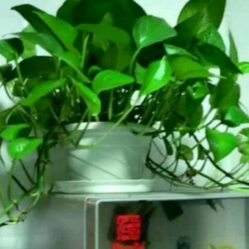 红