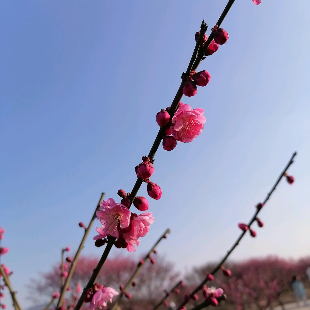 玖月