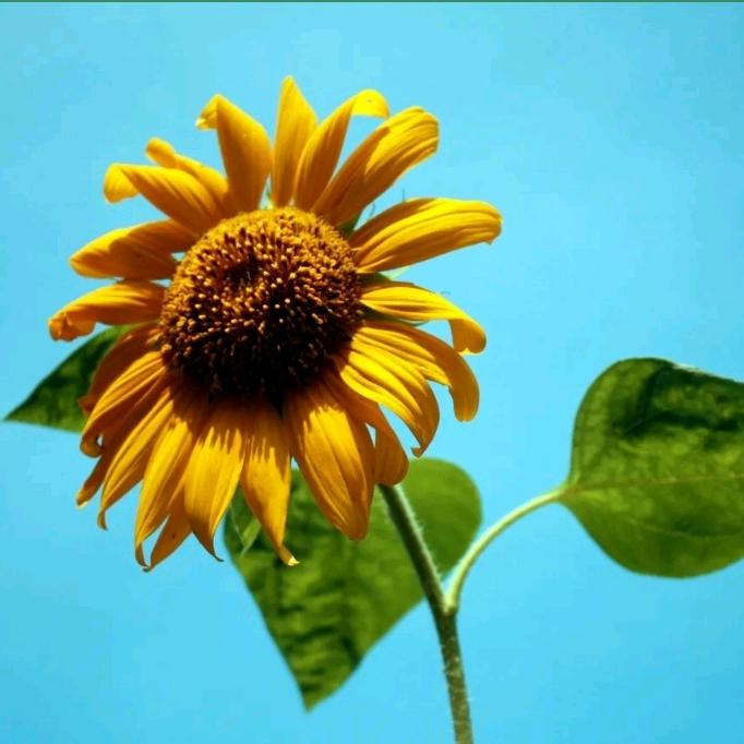 李十七🌟《烧烤屋》