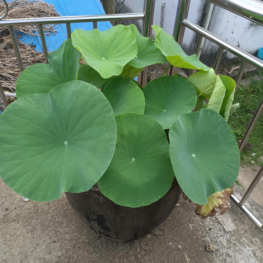 真心真意过一生