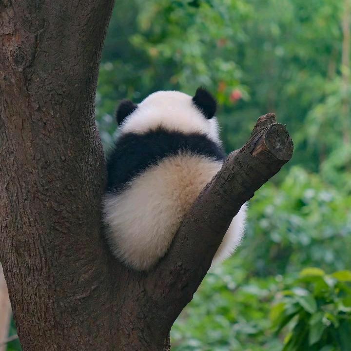 一只小团子