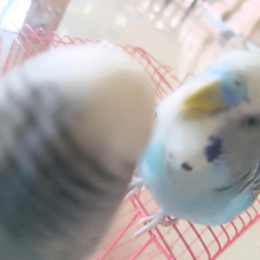 一只糖果U.^v^