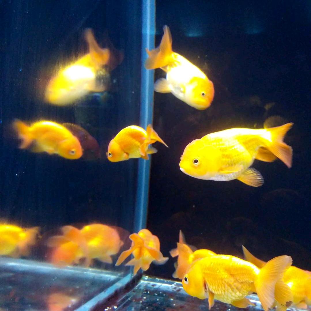 太阳花