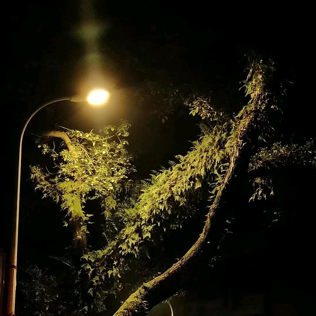 落地生根的雨花石