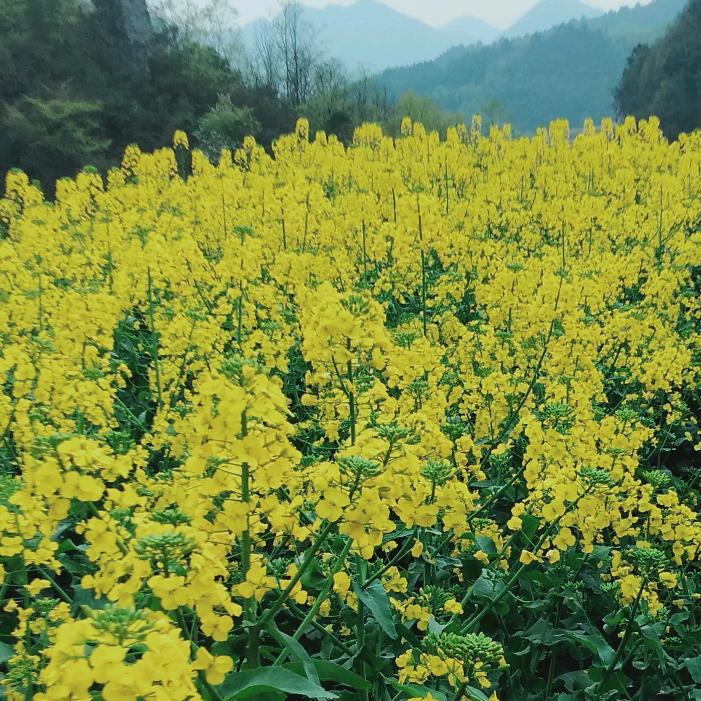 小平凡