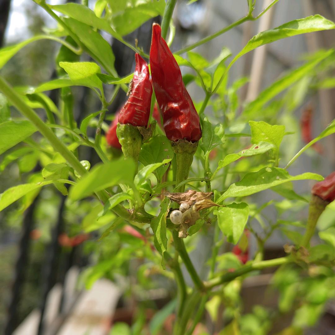 沂蒙侠姐