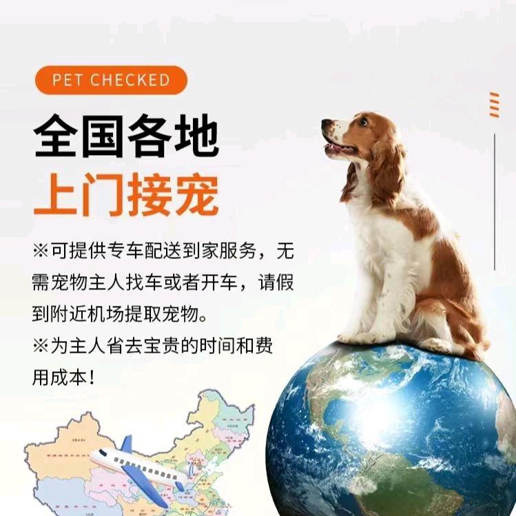 青岛畅行宠物托运全国托运 国际活体运输