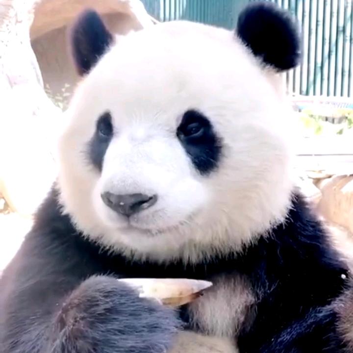 大脸猫