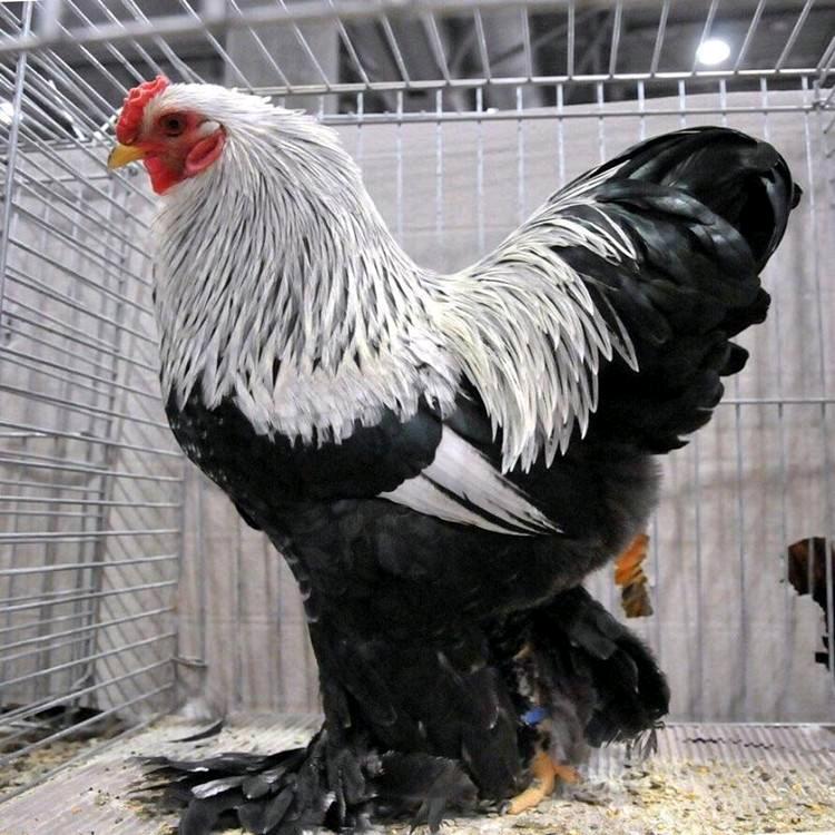 大连赶海（波哥）