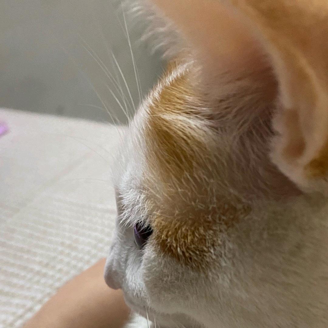 顺利