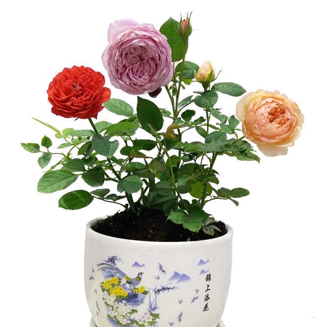 源月季