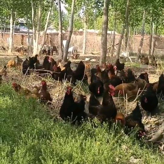 篱笆园生态农场