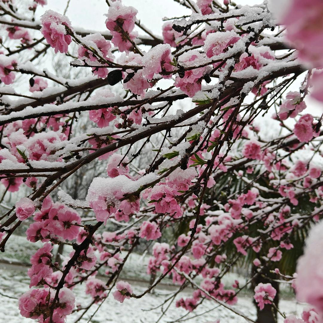 傲雪腊梅❤️