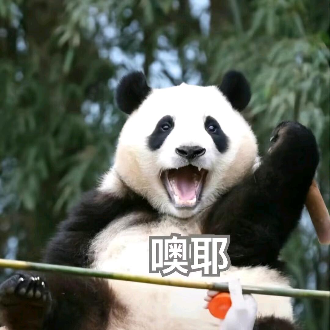 福宝的幸福熊生