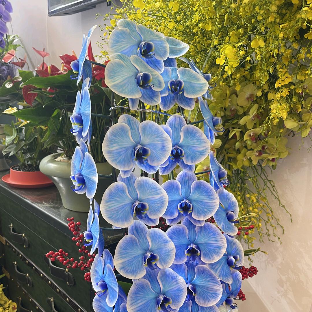 永鼎蝴蝶兰