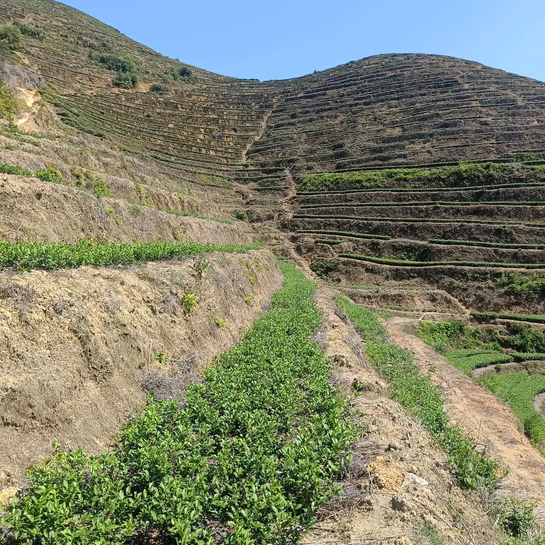 金福茗茶